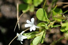 Dyschoriste setigera