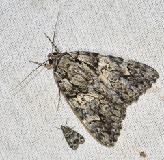Catocala promissa