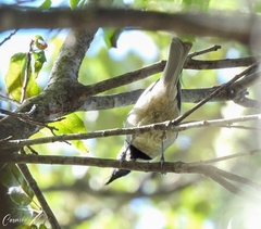 Baeolophus wollweberi