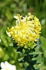 Lasiosiphon anthylloides