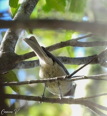 Baeolophus wollweberi