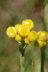 Helichrysum aureum