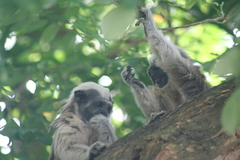 Saguinus oedipus