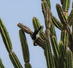 Cyanocorax mystacalis