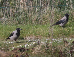 Corvus cornix cornix
