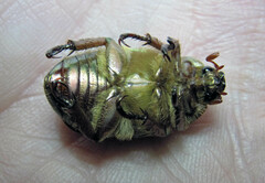 Chrysina lecontei