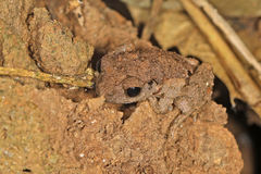 Microhylinae