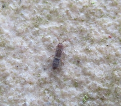 Orchesella