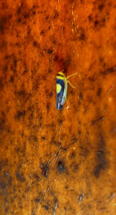 Colladonus clitellarius