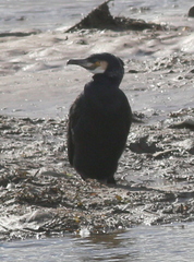 Phalacrocorax carbo carbo