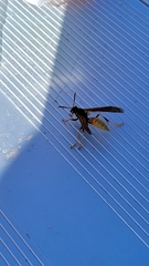 Polistes comanchus