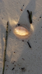 Bulla occidentalis