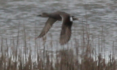 Mareca strepera strepera