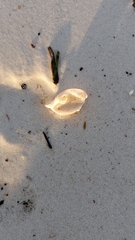 Bulla occidentalis