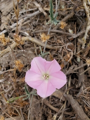 Convolvulus chilensis