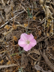 Convolvulus chilensis