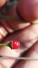 Capsicum annuum glabriusculum