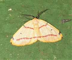 Phoenicocampa terinata