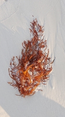 Sargassum fluitans
