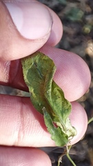 Capsicum annuum glabriusculum