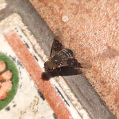 Paravilla hypoxantha