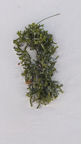 Codium taylorii observed 2022-12-22