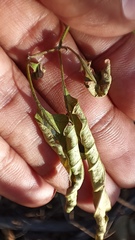 Capsicum annuum glabriusculum