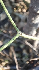 Capsicum annuum glabriusculum