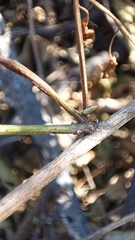 Capsicum annuum glabriusculum