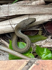 Mastigodryas alternatus