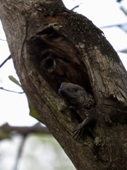 Varanus albigularis albigularis