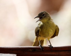 Chlorocichla flaviventris