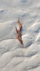 Sargassum fluitans