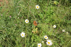 Argynnis