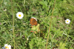 Argynnis
