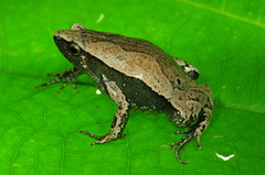 Hamptophryne boliviana