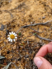 Chaetanthera albiflora