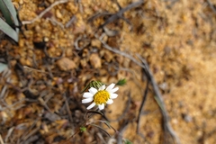 Chaetanthera albiflora