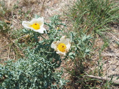 Argemone albiflora