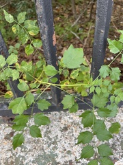 Campsis radicans