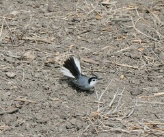 Polioptila bilineata