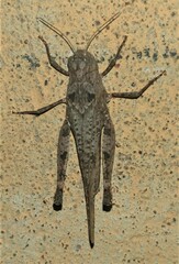 Oedipodinae
