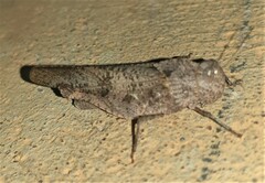 Oedipodinae