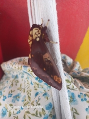 Citheronia phoronea