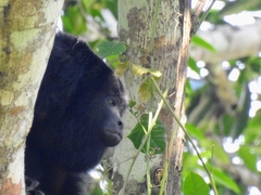 Alouatta pigra