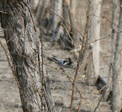 Polioptila bilineata