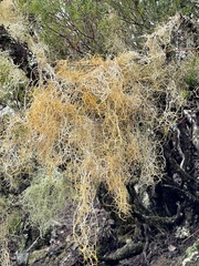 Usnea rubicunda