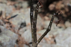 Pittocaulon praecox