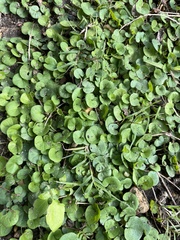 Dichondra carolinensis