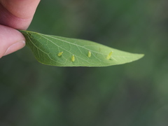 Celticecis aciculata